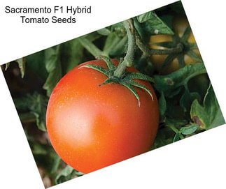 Sacramento F1 Hybrid Tomato Seeds