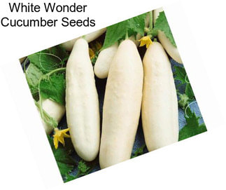 White Wonder Cucumber Seeds