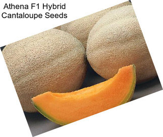 Athena F1 Hybrid Cantaloupe Seeds