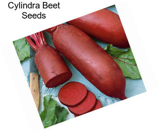 Cylindra Beet Seeds