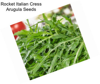 Rocket Italian Cress Arugula Seeds