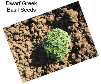 Dwarf Greek Basil Seeds