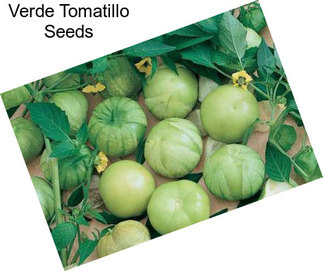 Verde Tomatillo Seeds