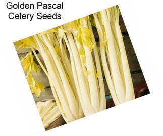 Golden Pascal Celery Seeds