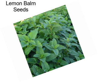 Lemon Balm Seeds