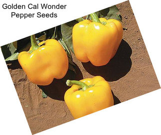 Golden Cal Wonder Pepper Seeds