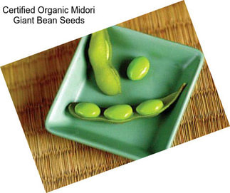 Certified Organic Midori Giant Bean Seeds