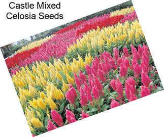 Castle Mixed Celosia Seeds