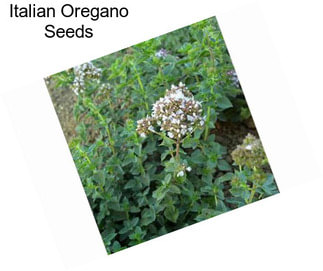 Italian Oregano Seeds