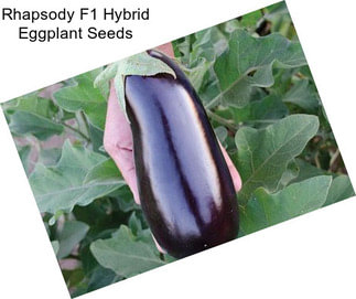 Rhapsody F1 Hybrid Eggplant Seeds