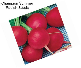 Champion Summer Radish Seeds