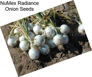 NuMex Radiance Onion Seeds