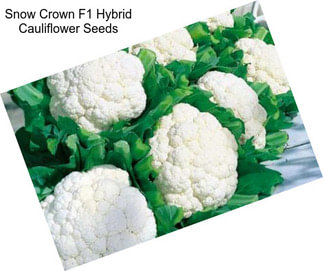 Snow Crown F1 Hybrid Cauliflower Seeds