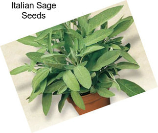 Italian Sage Seeds