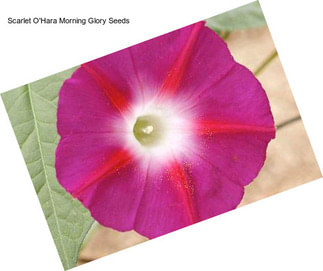 Scarlet O\'Hara Morning Glory Seeds