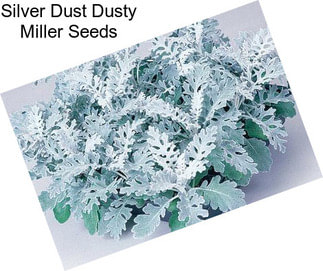Silver Dust Dusty Miller Seeds