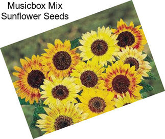 Musicbox Mix Sunflower Seeds