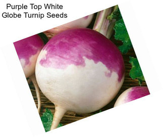 Purple Top White Globe Turnip Seeds