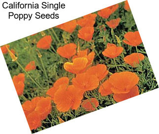 California Single Poppy Seeds