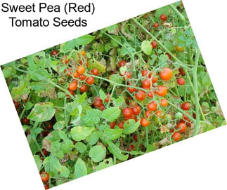 Sweet Pea (Red) Tomato Seeds