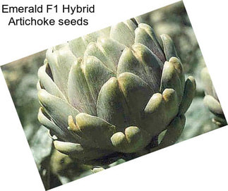 Emerald F1 Hybrid Artichoke seeds