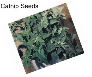 Catnip Seeds