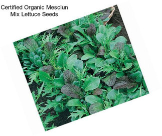 Certified Organic Mesclun Mix Lettuce Seeds