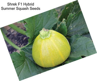 Shrek F1 Hybrid Summer Squash Seeds