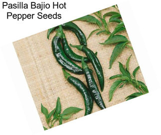 Pasilla Bajio Hot Pepper Seeds