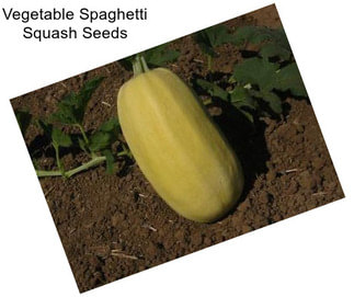 Vegetable Spaghetti Squash Seeds