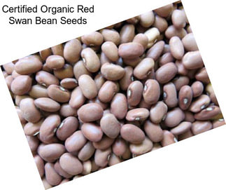 Certified Organic Red Swan Bean Seeds