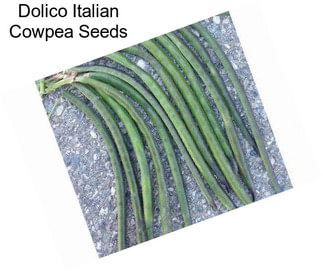 Dolico Italian Cowpea Seeds