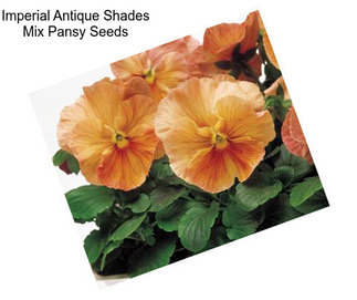 Imperial Antique Shades Mix Pansy Seeds