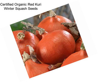 Certified Organic Red Kuri Winter Squash Seeds