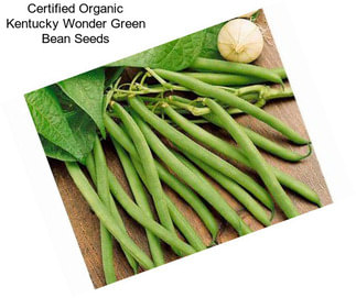 Certified Organic Kentucky Wonder Green Bean Seeds