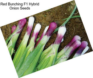 Red Bunching F1 Hybrid Onion Seeds