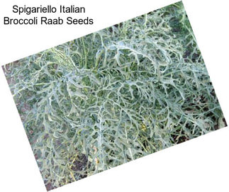 Spigariello Italian Broccoli Raab Seeds