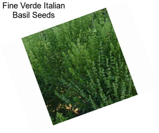 Fine Verde Italian Basil Seeds