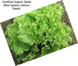 Certified Organic Salad Bowl (green) Lettuce Seeds