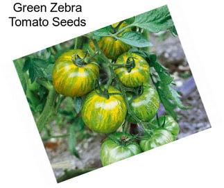 Green Zebra Tomato Seeds