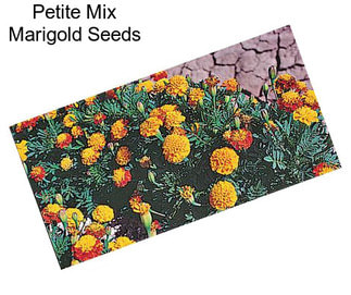 Petite Mix Marigold Seeds