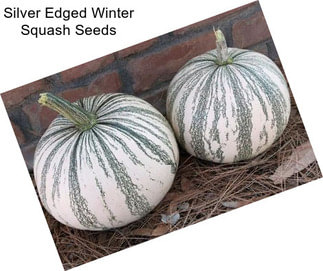 Silver Edged Winter Squash Seeds