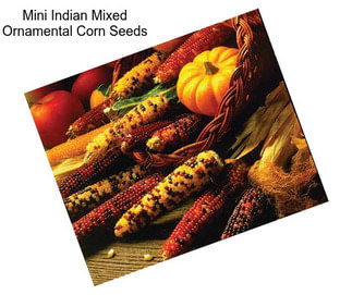 Mini Indian Mixed Ornamental Corn Seeds