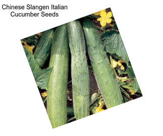 Chinese Slangen Italian Cucumber Seeds