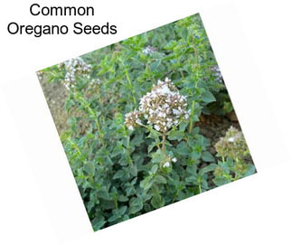 Common Oregano Seeds