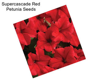 Supercascade Red Petunia Seeds