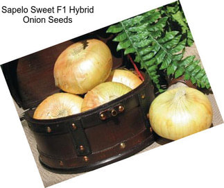 Sapelo Sweet F1 Hybrid Onion Seeds