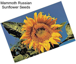 Mammoth Russian Sunflower Seeds