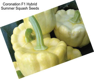 Coronation F1 Hybrid Summer Squash Seeds