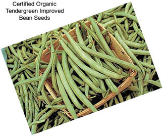 Certified Organic Tendergreen Improved Bean Seeds